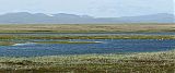 Tundra Swan